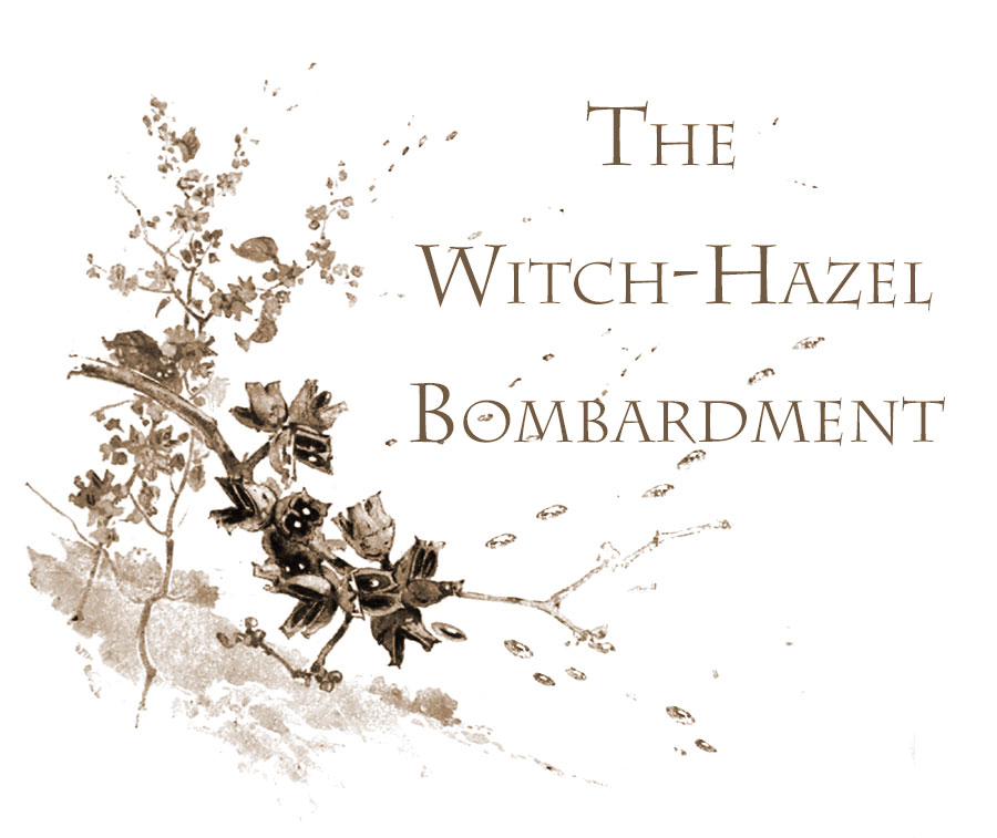 Witch-hazel Bombardment