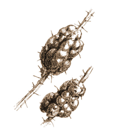 Blackberry egg cases