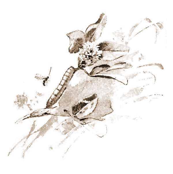 caterpillar and wasp