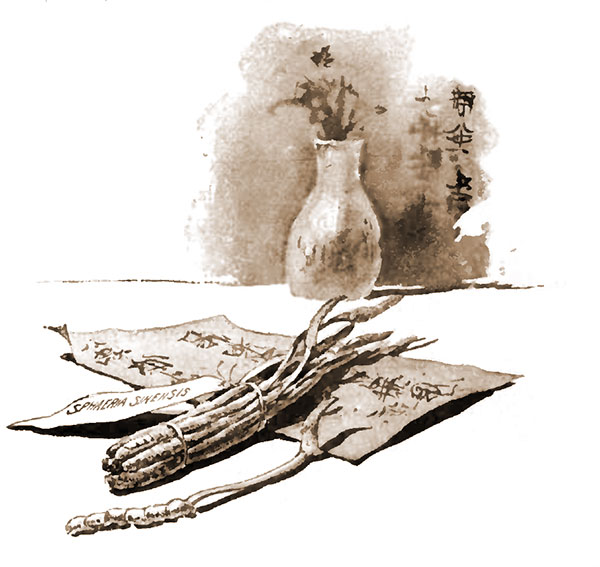 Chinese apothecarys' shop