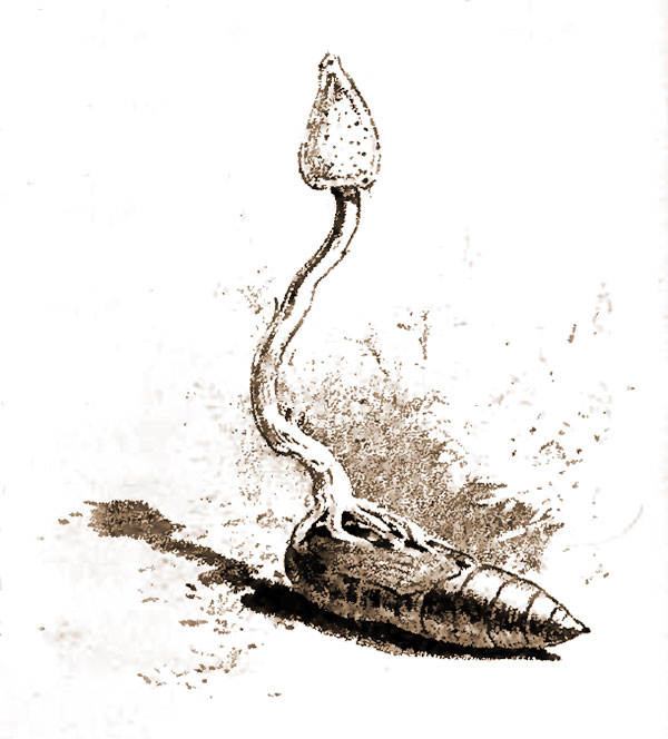 Fungus growing out of chrysalis