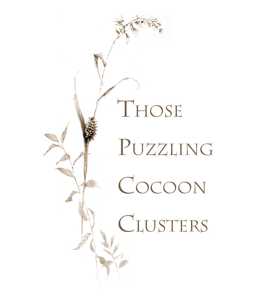 The Puzzling Cocoon Clusters