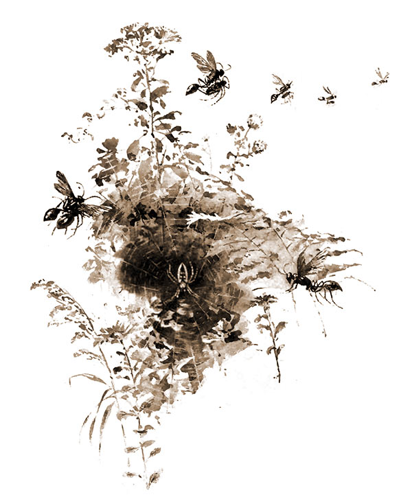 Wasps hunting for spiders