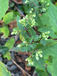 September 2022 Mystery Plant--buds