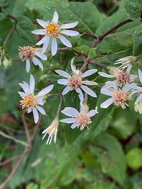 September 2022 Mystery Plant--flowers