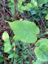 September 2022 Mystery Plant--lower leaf