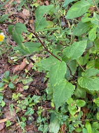 September 2022 Mystery Plant--whole plant