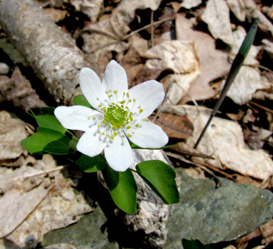 Rue Anemone