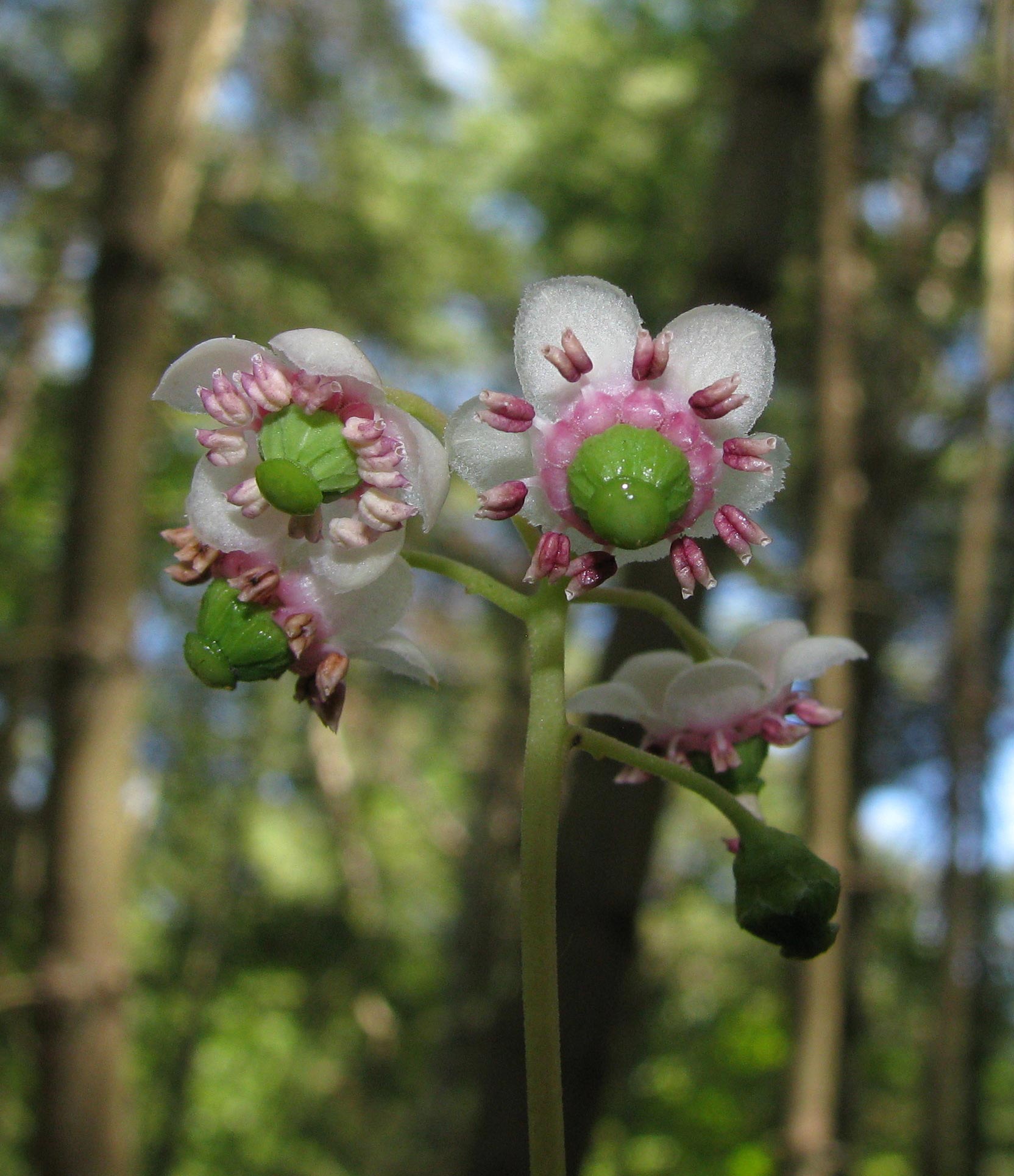 Pipsissewa