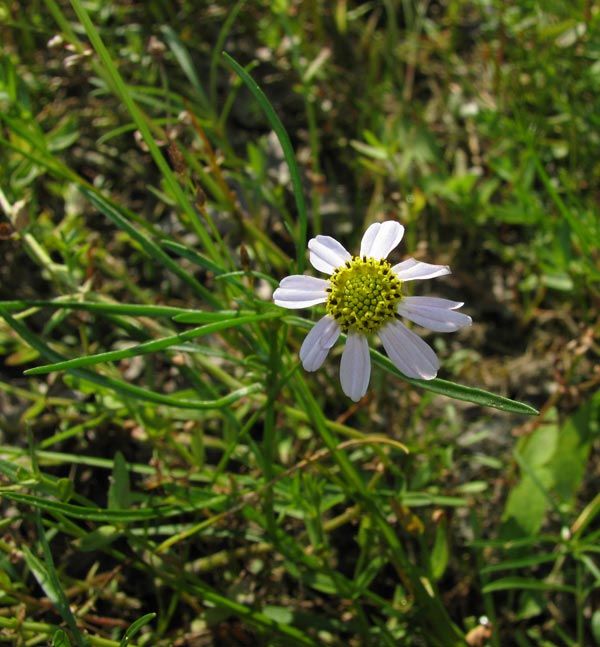 Rose Coreopsis