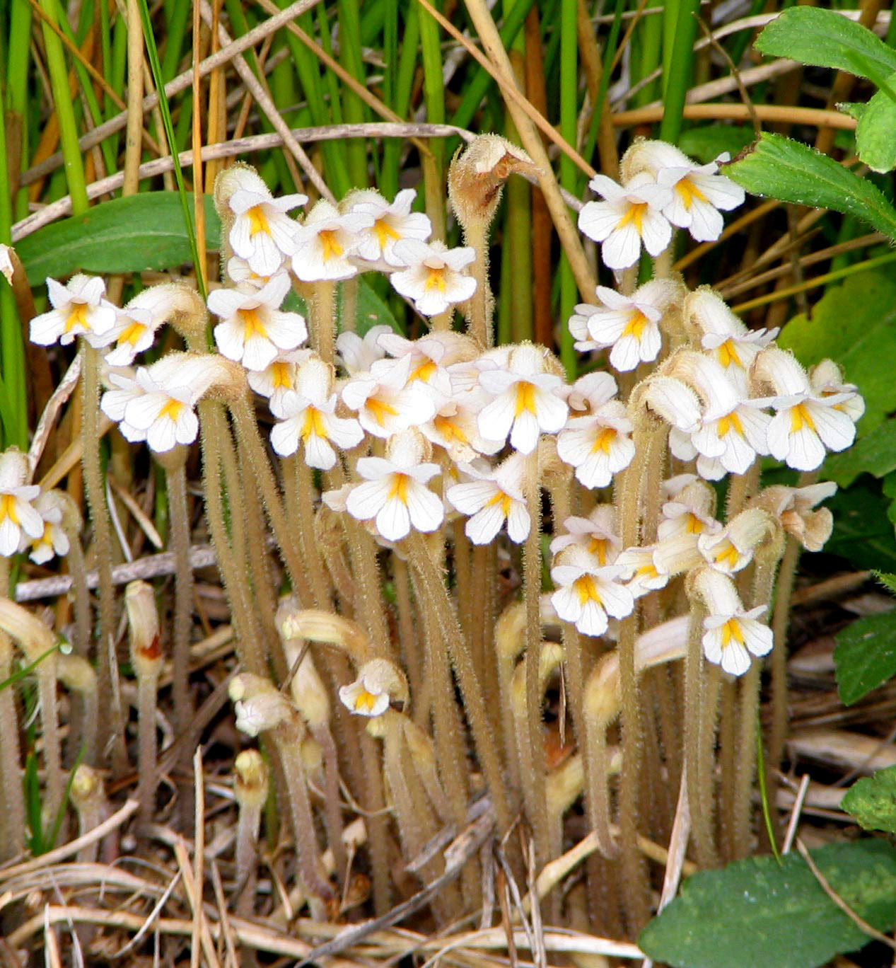 One-flowered Cancer-root