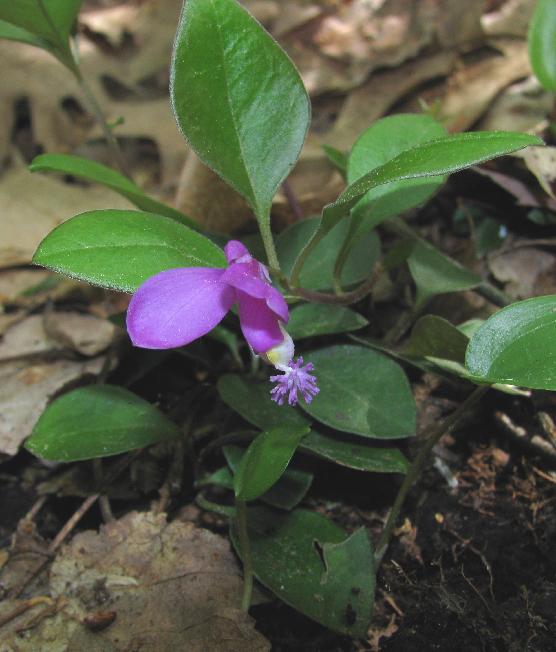 Fringed Polygala