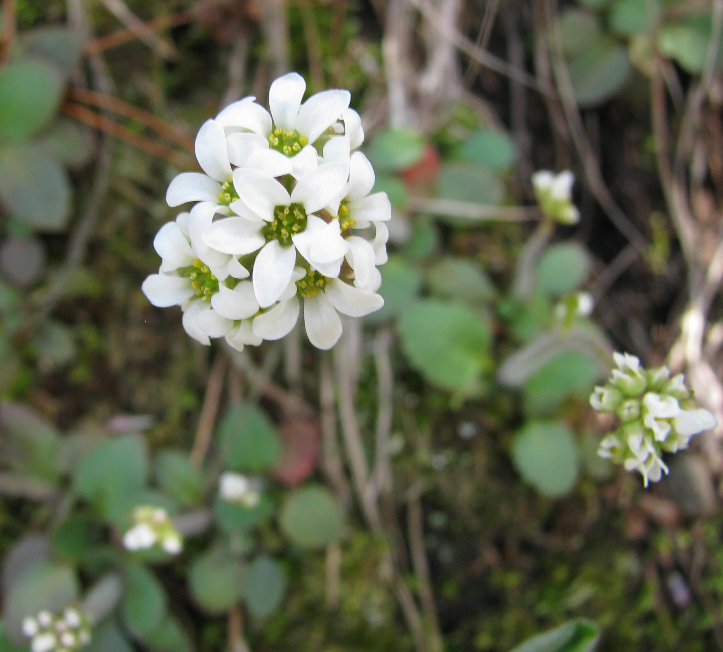 May 2009 Mystery Plant