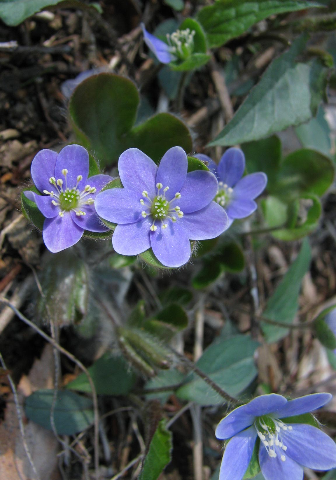 Hepatica