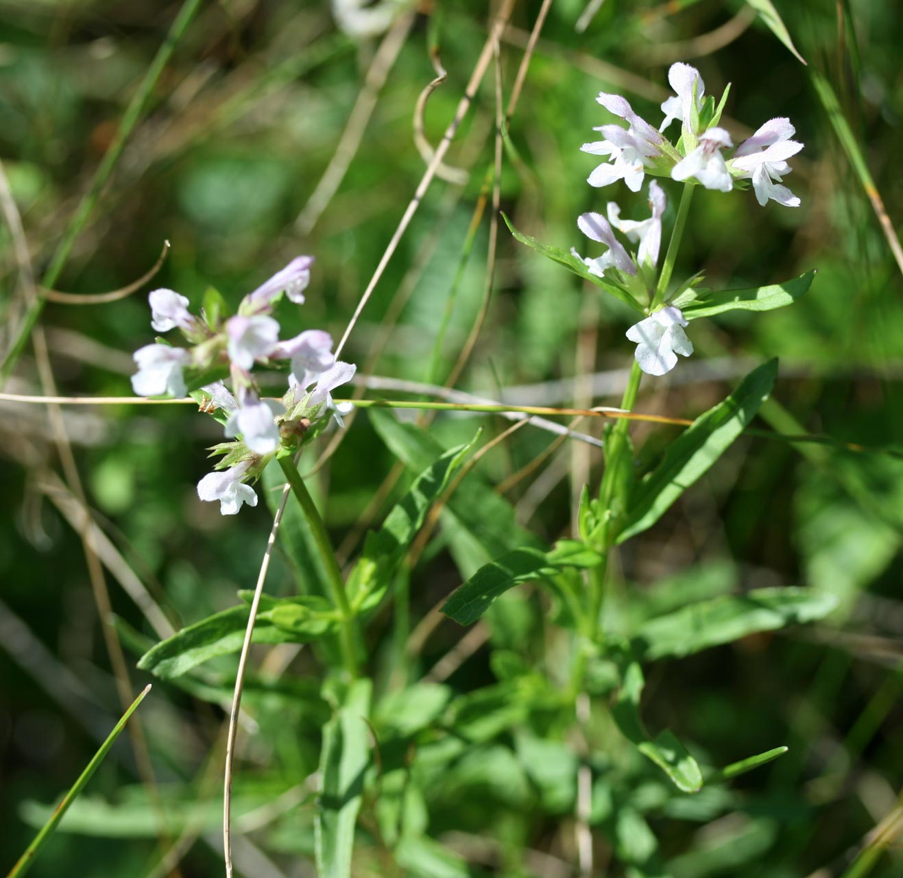 Hyssop Hedge-nettle