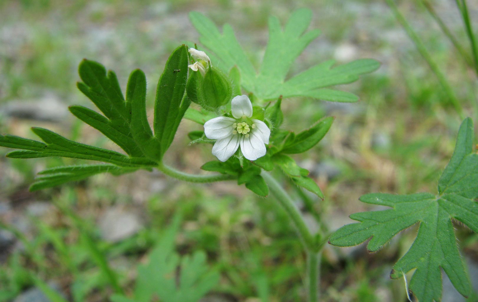 Carolina Cranesbill
