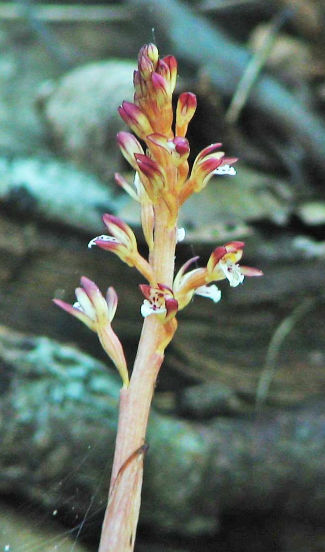 Spotted Coralroot Orchid