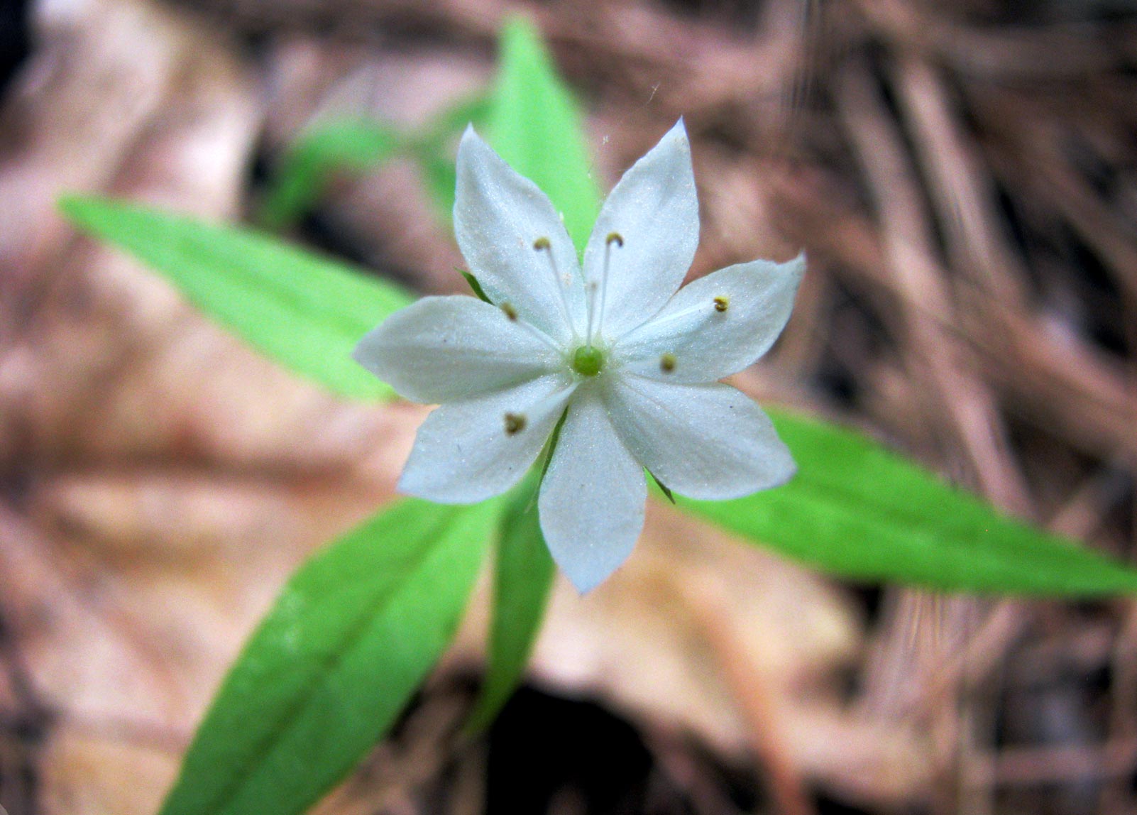 Starflower