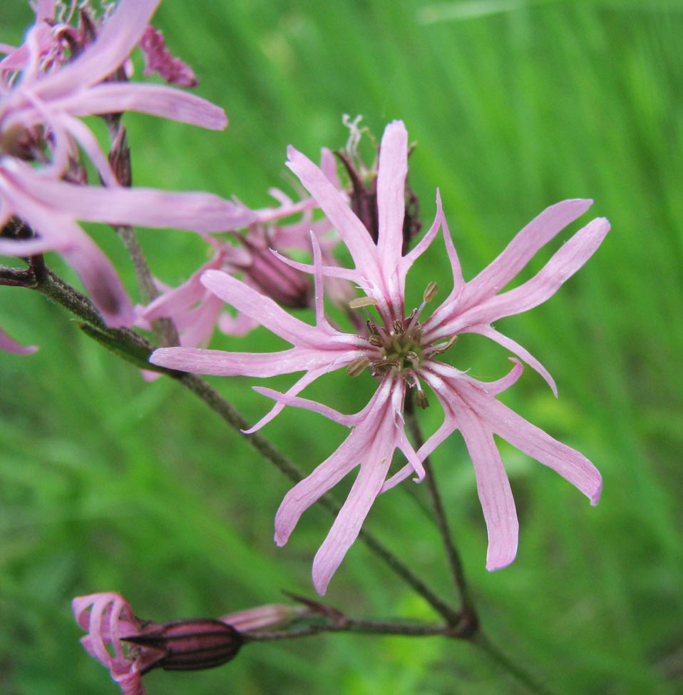 Ragged Robin