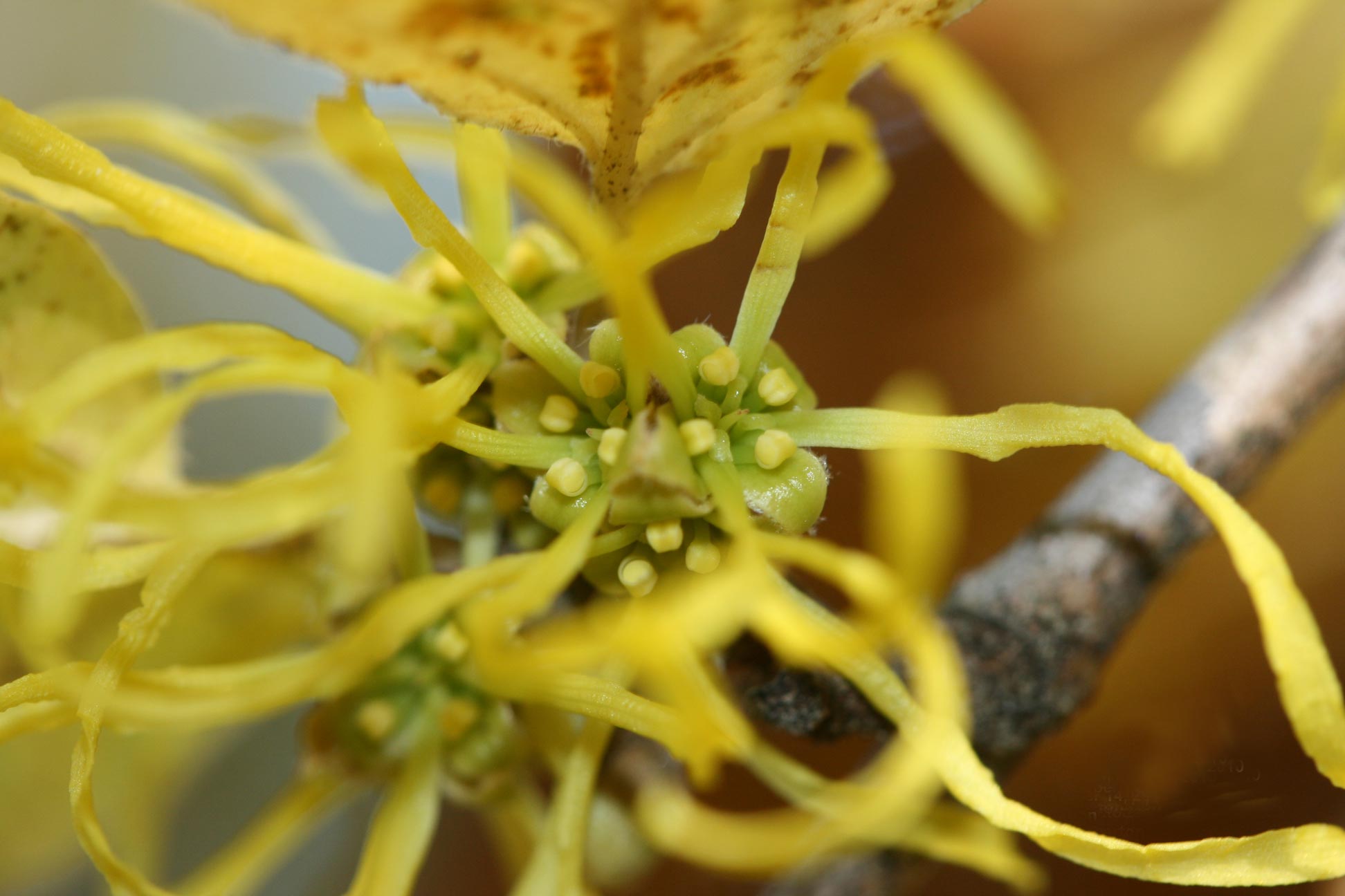 Witch-hazel