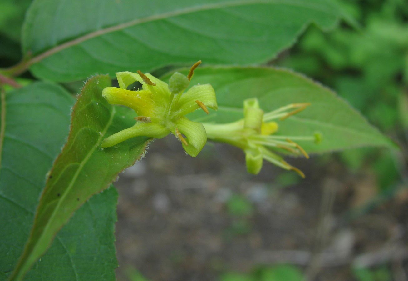 Bush Honeysuckle