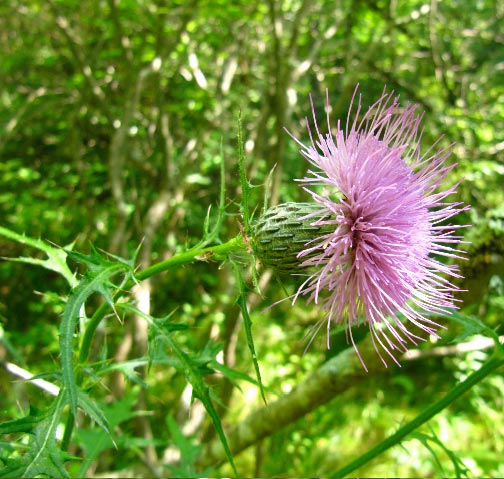 September 2010 Mystery Plant -- flower