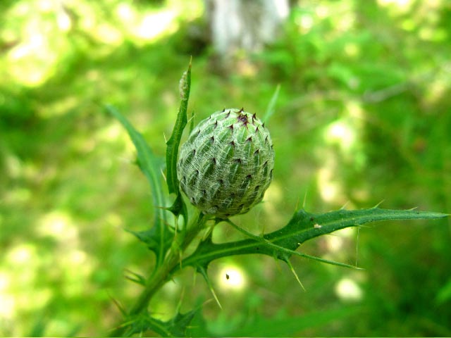 September 2010 Mystery Plant plant and bud