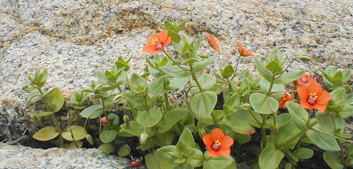 Scarlet Pimpernel