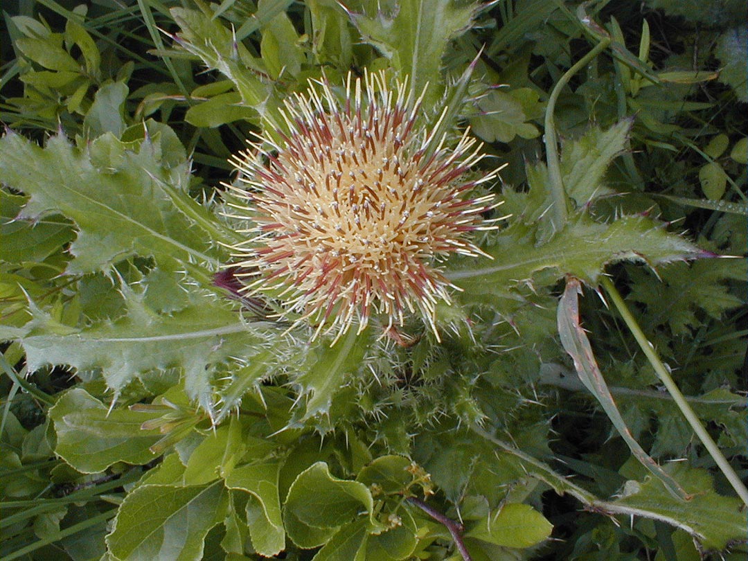 Yellow Thistle