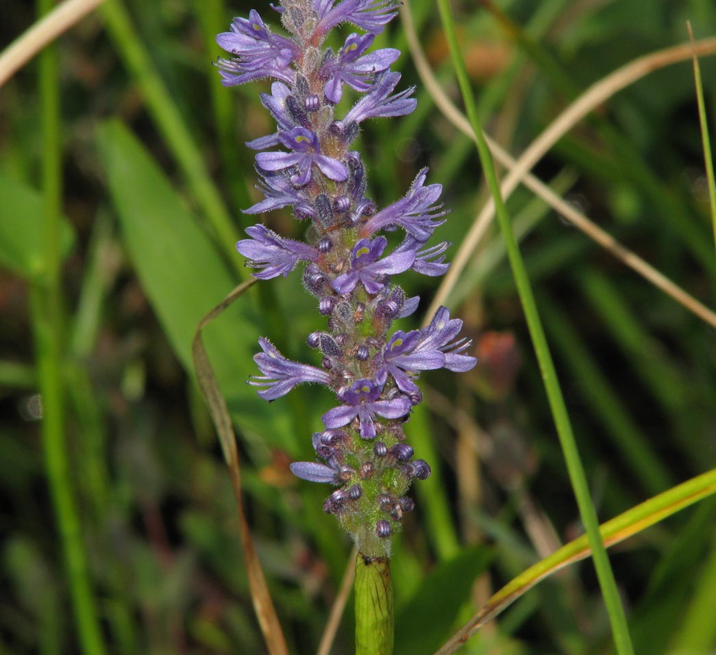 Pickerelweed