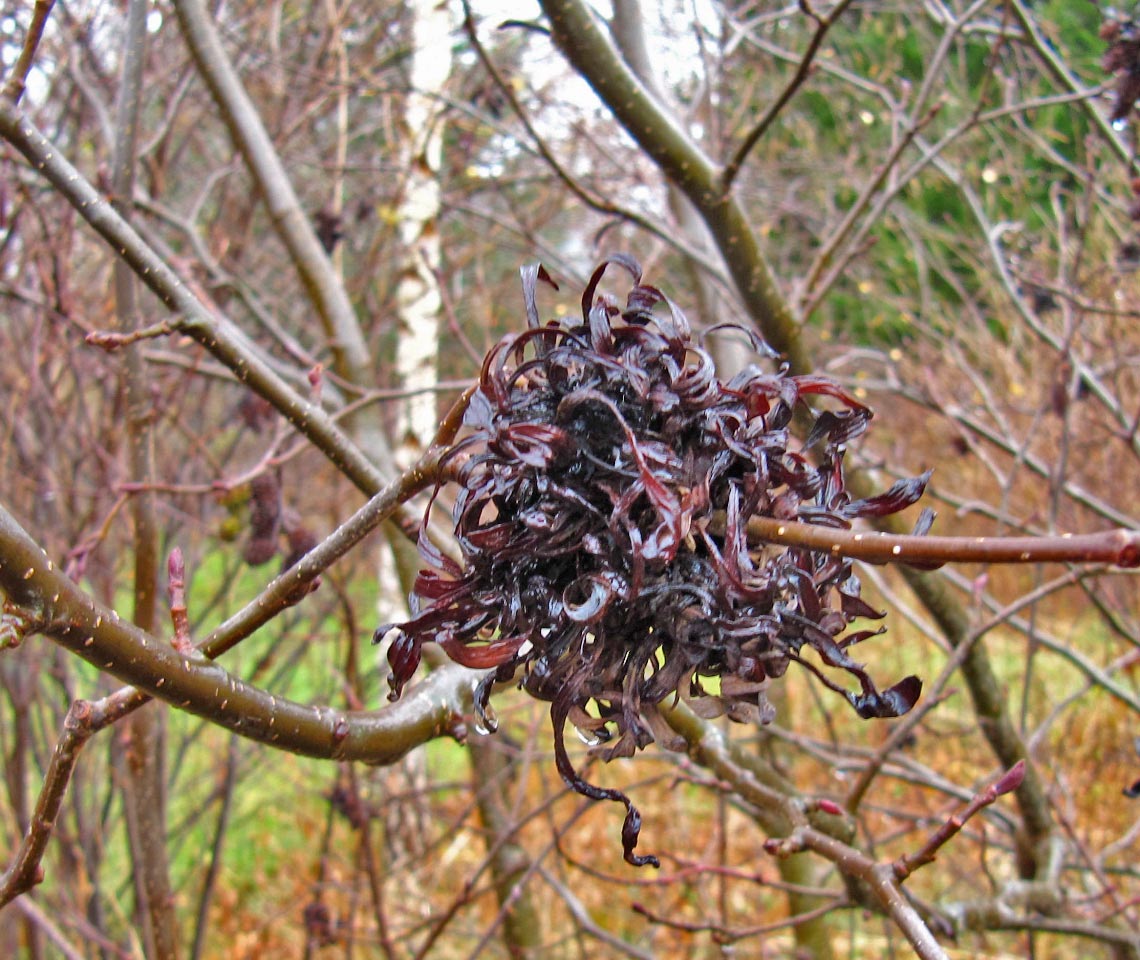 Speckled Alder with gall