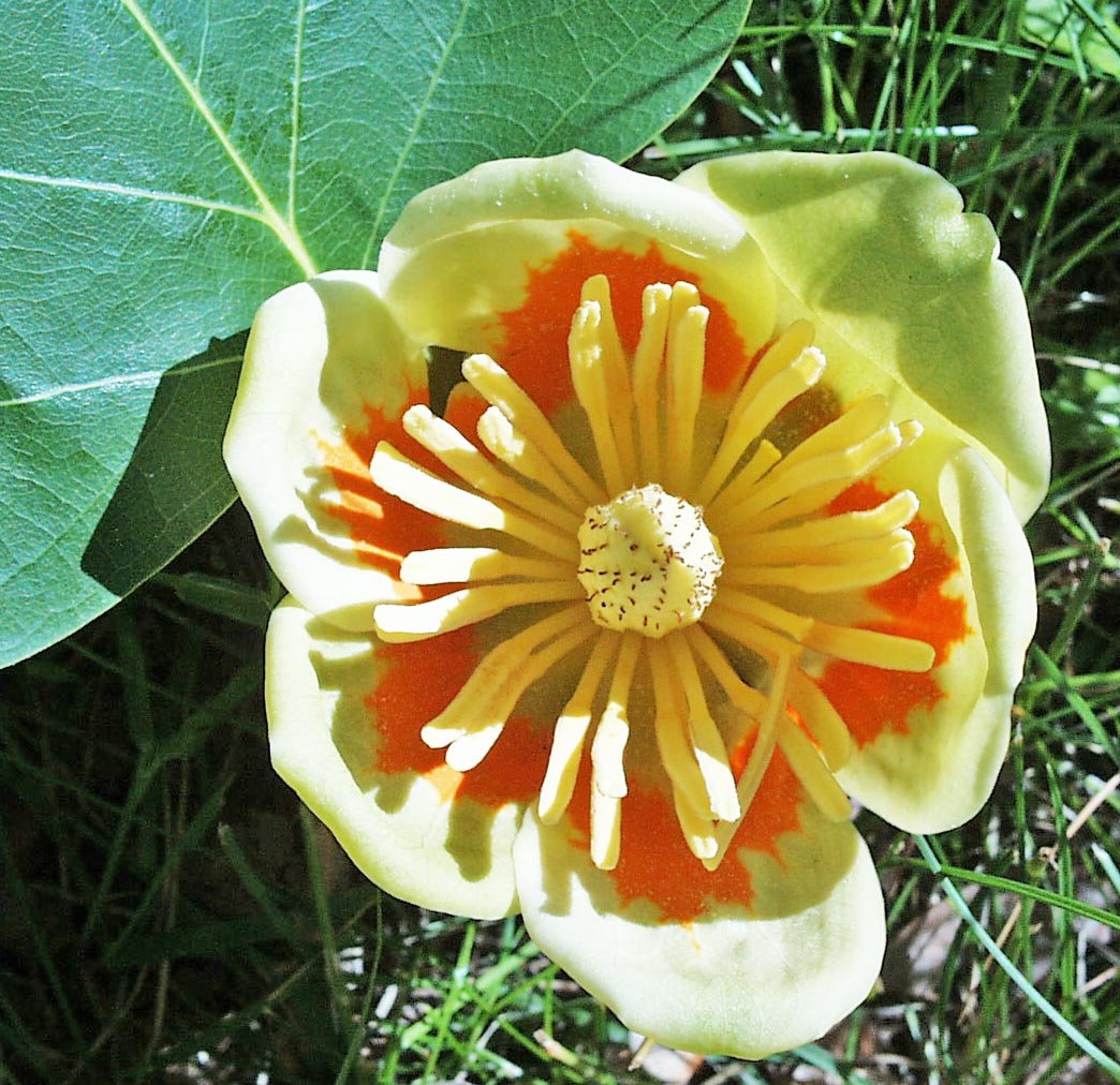 Tulip Tree Blossom Close-up