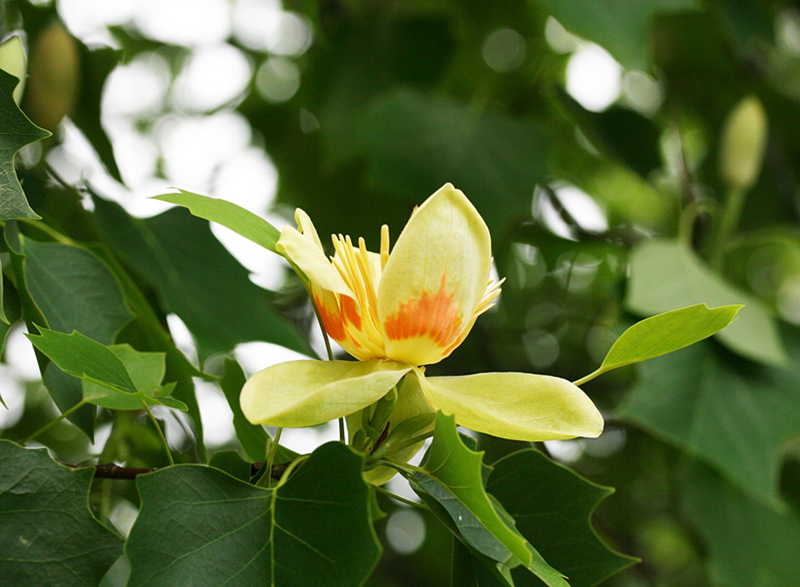 Tulip Tree in bloom
