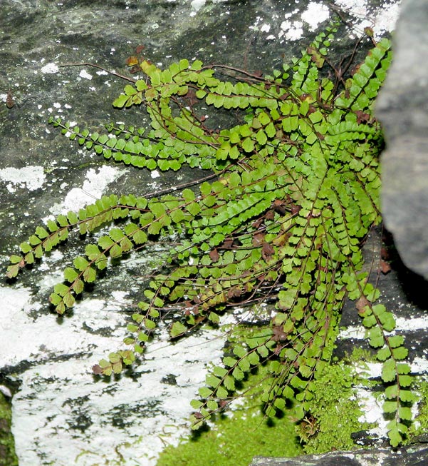 Maidenhair Spleenwort