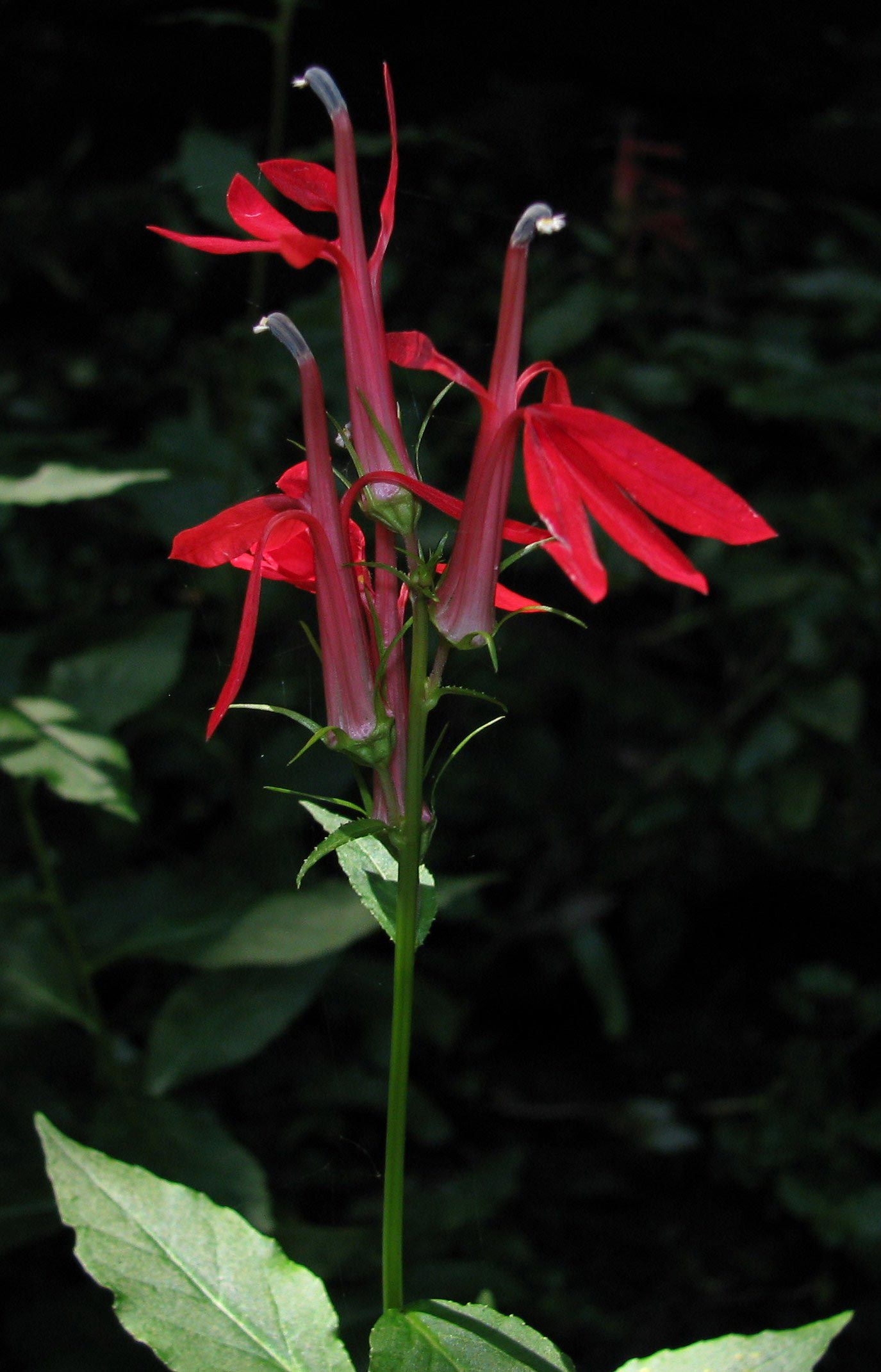 Cardinal Flower
