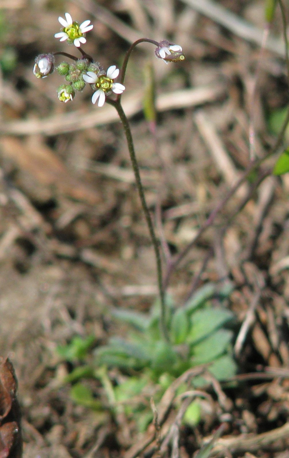 Whitlow Grass