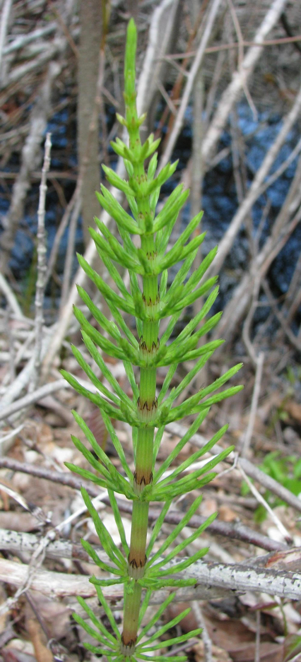 Field Horsetail Plant