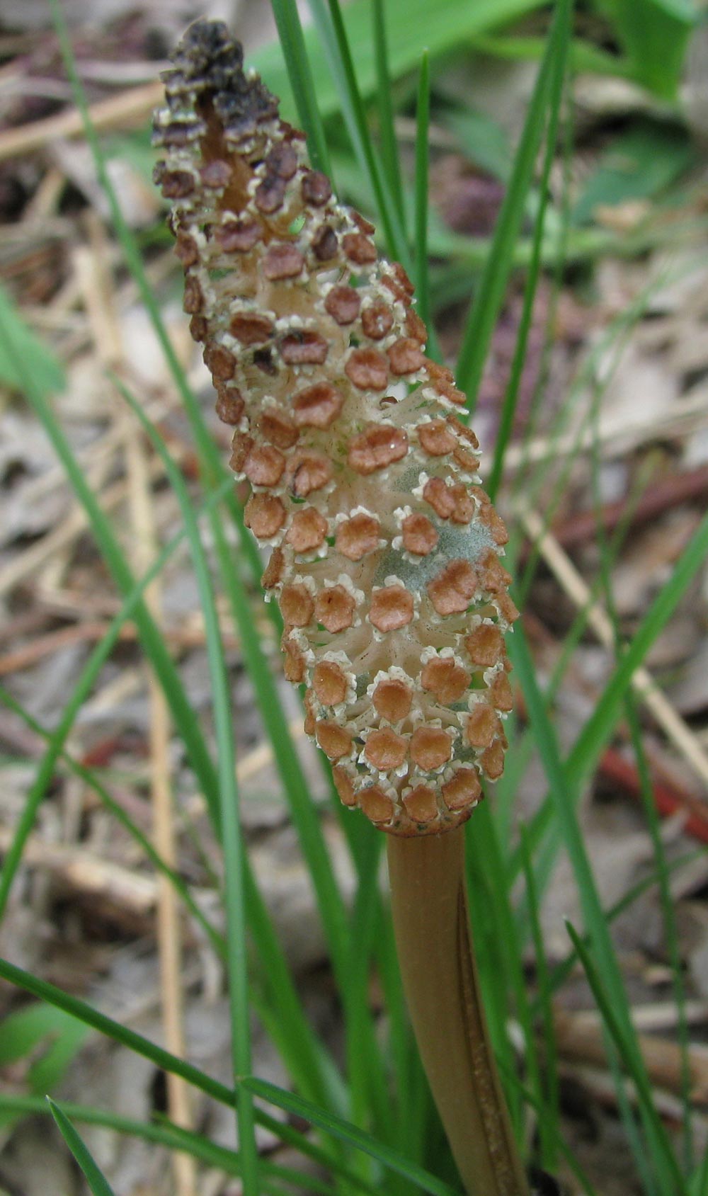 Field Horsetail Fruiting Body