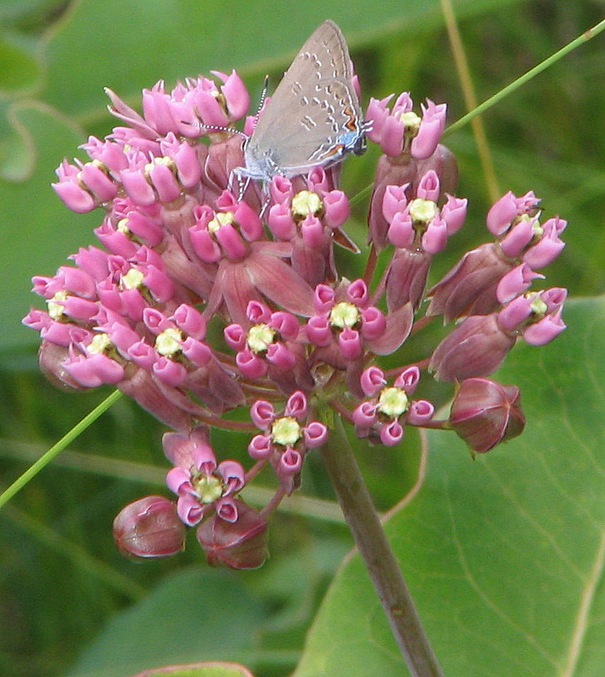 Blunt-leaved Milkweed blossom