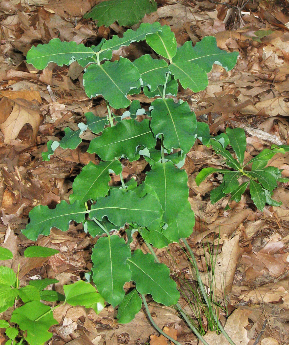 Blunt-leaved Milkweed