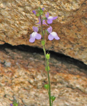 Blue Toadflax