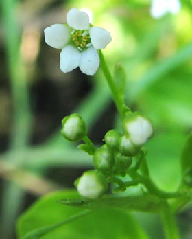 Water Pimpernel Blossom