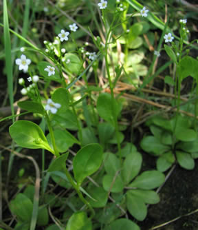 Water Pimpernel