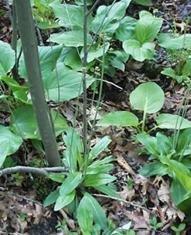 Swamp Saxifrage Plant