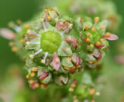 Swamp Saxifrage Flower head