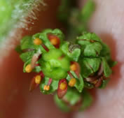 Close-up Swamp Saxifrage Flower