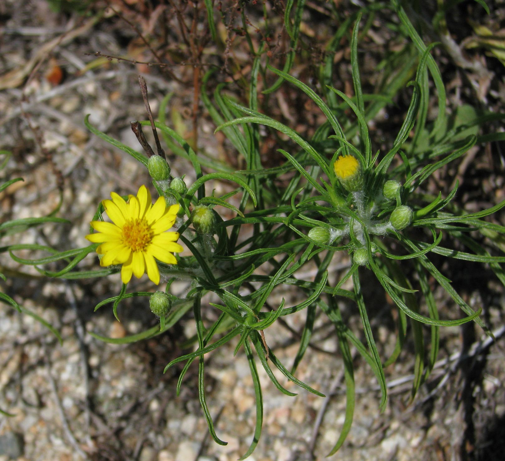 Sickle-leaved Golden ASter
