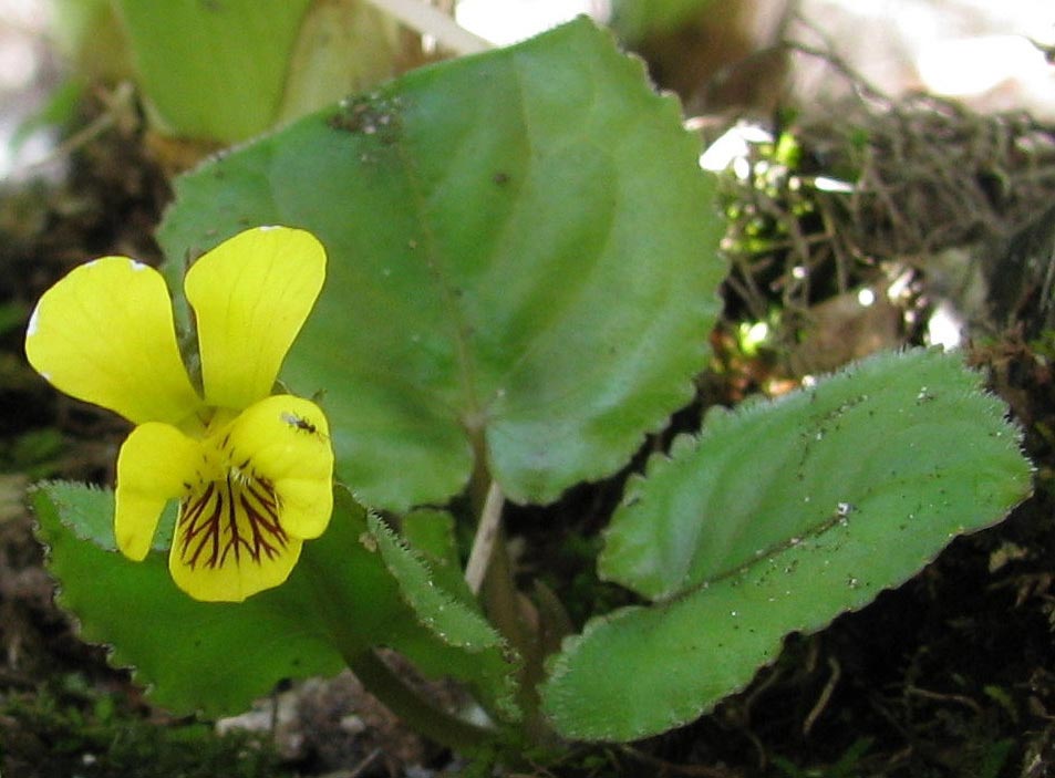 Round-leaved Yellow Violet