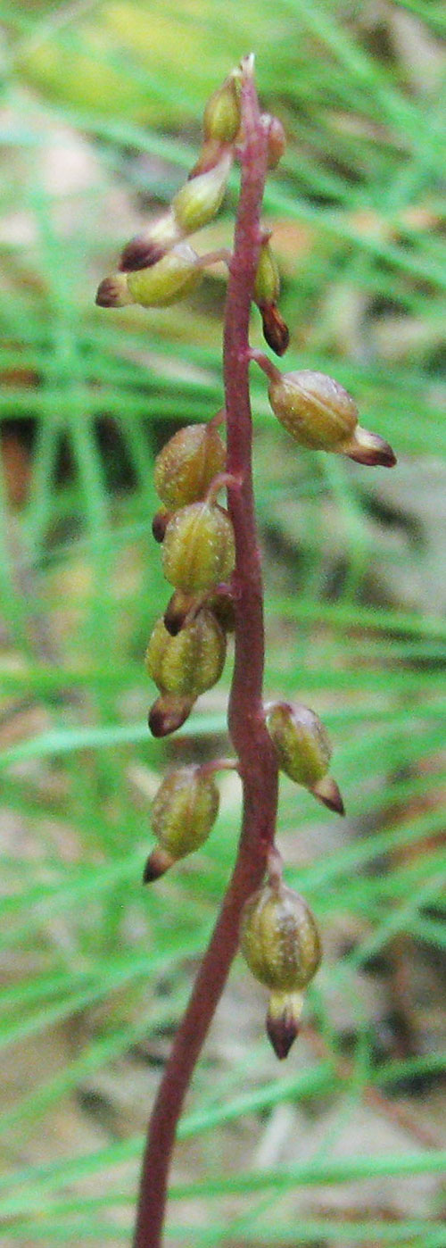 Purple-red form of Autumn Coral Root 