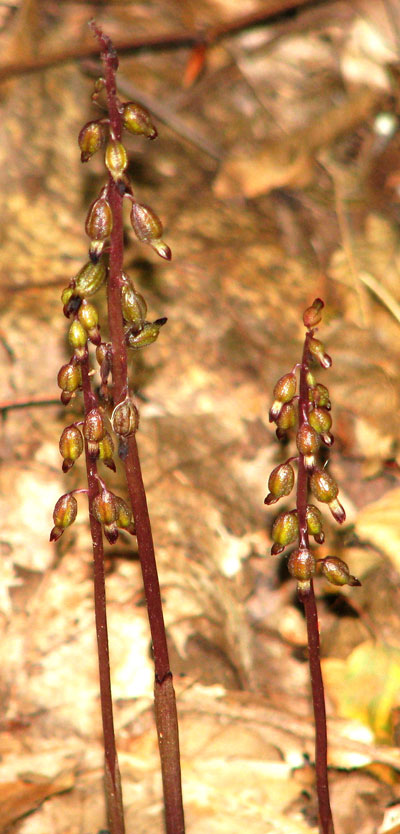 Tan form of Autumn Coral Root 